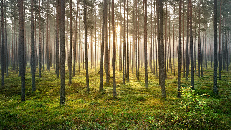 stock nature photo trees in a forest