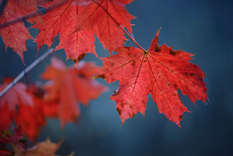 nature photos of fall leaves
