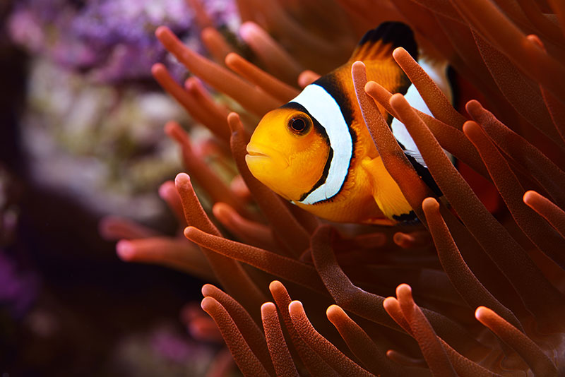 nature photos - clownfish