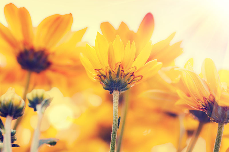 nature stock photos - sunflower field