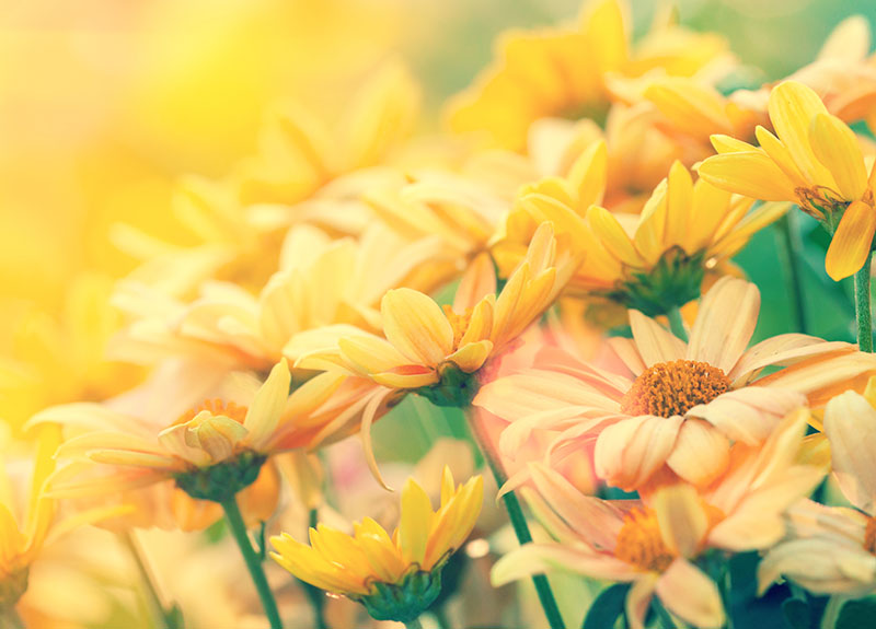 nature stock photos - yellow flowers