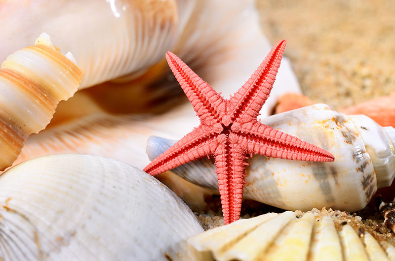 nature stock photos - shells on a beach