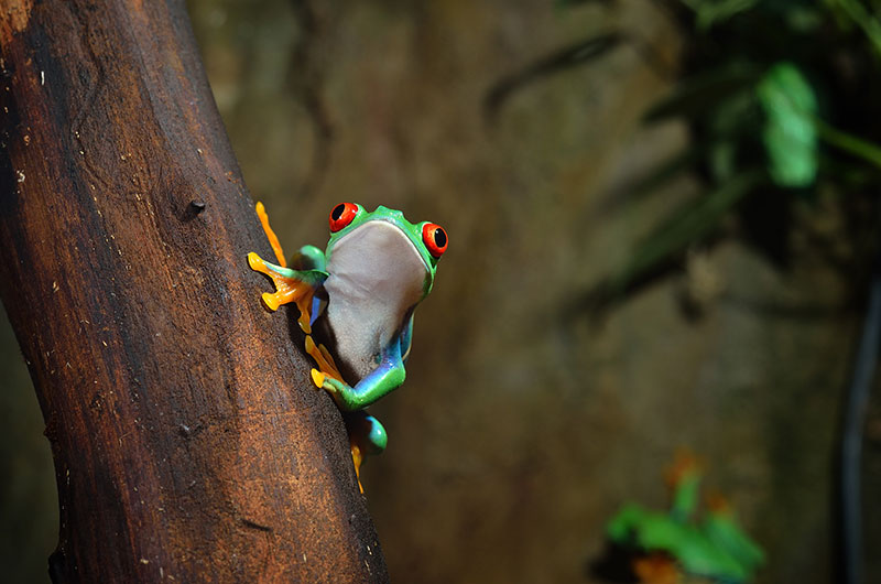 tree-frog-nature-photo