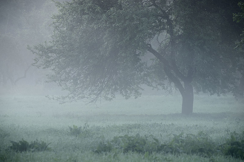 stock nature image - foggy photo