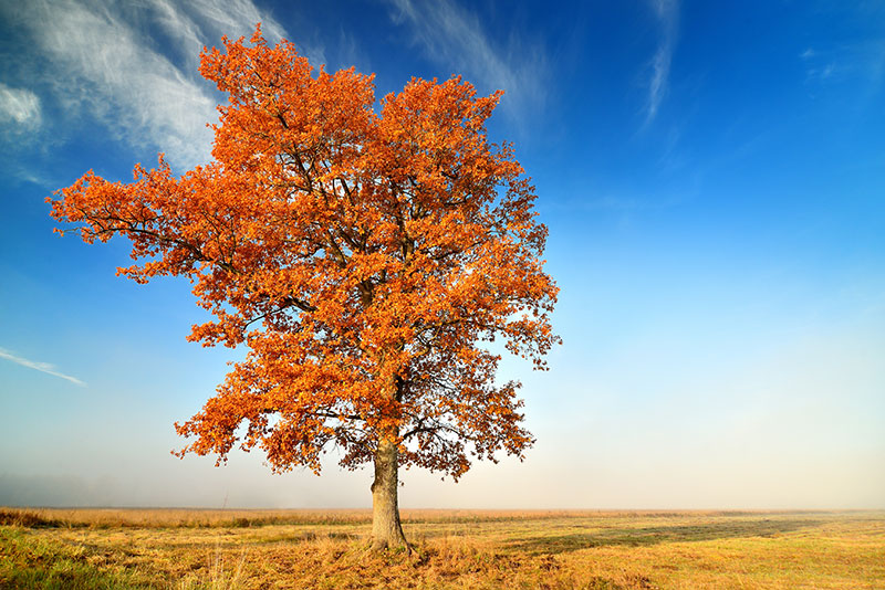 nature stock photo of a tree