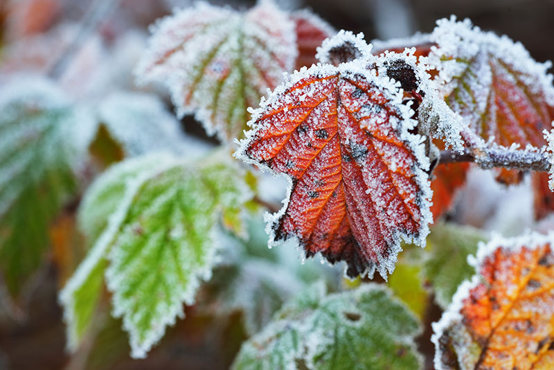 Stock nature photos - frosty leaves