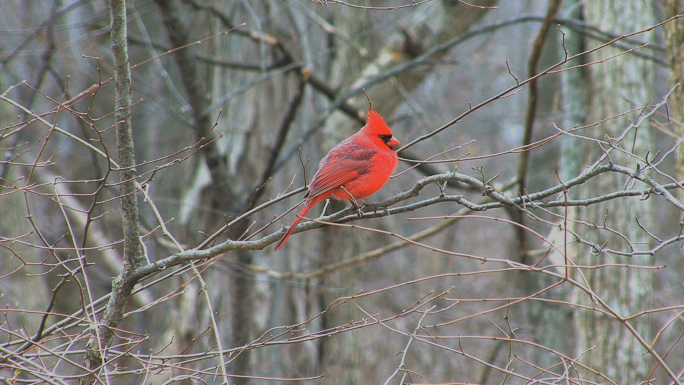 Cardinal Early Spring Stock Photo Cardinal Early Spring Stock Photo
