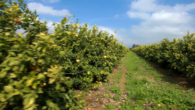 the lemon orchard In the lemon orchard by alex la guma we have the theme of racism, discrimination, hierarchy and injustice narrated in the third person by an unnamed narrator the. the lemon orchard In the lemon orchard by alex la guma we have the theme of racism, discrimination, hierarchy and injustice narrated in the third person by an unnamed narrator the.