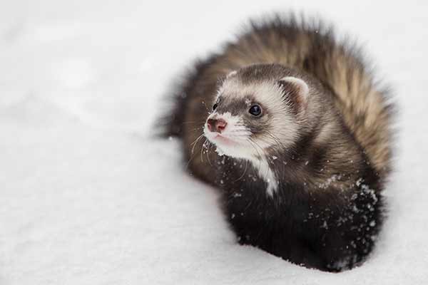 Snow Ferret