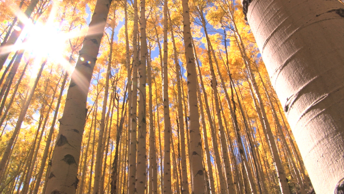 Fall Trees with Sunlight Beaming Through 2